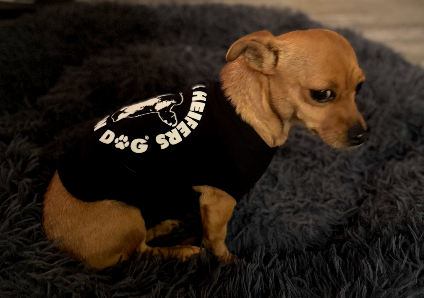 SALOON DOG DOGGY TEE